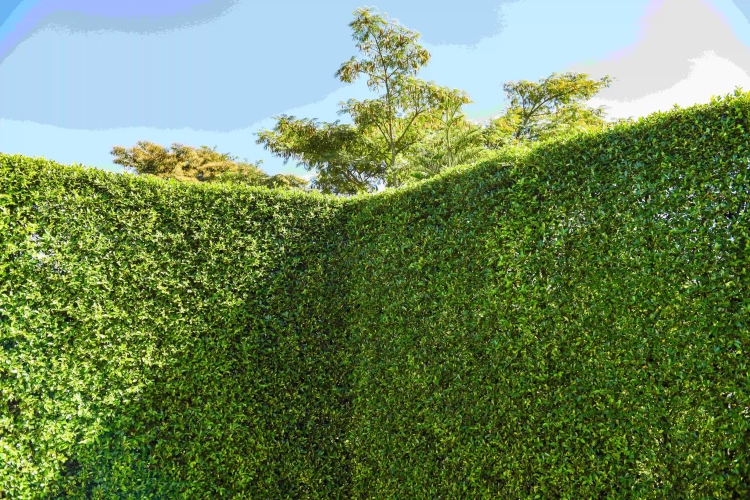 Erzielen Sie mit einem Rasenzaun ein natürliches Erscheinungsbild in Ihrem Garten